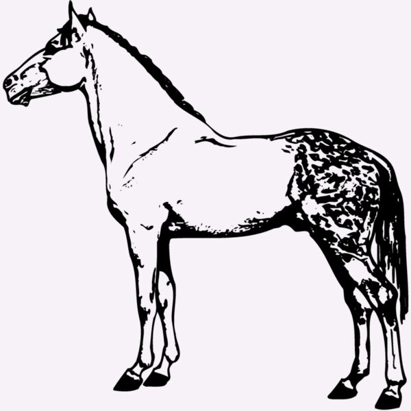 HORSE031 Thumbnail