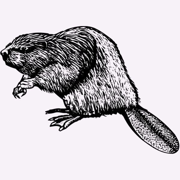 BEAVER01 Thumbnail