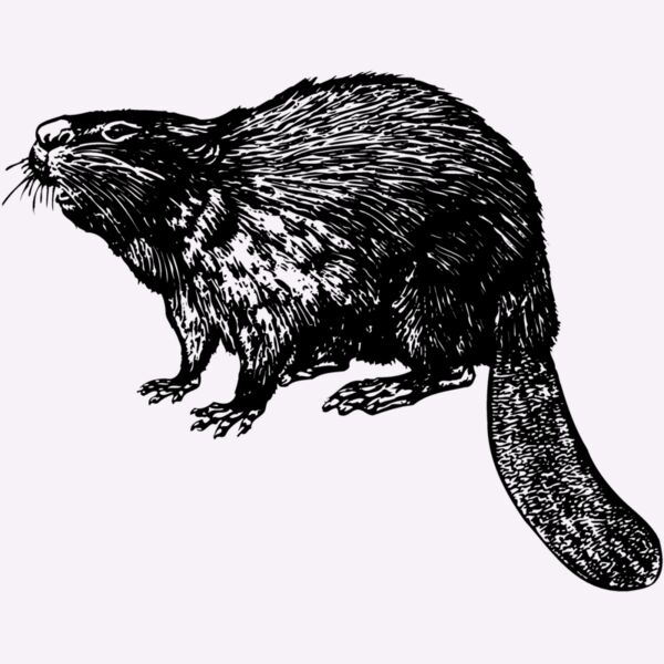 BEAVER02 Thumbnail