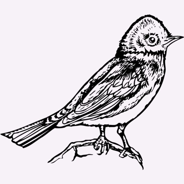 BIRD006 Thumbnail