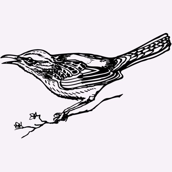BIRD018 Thumbnail