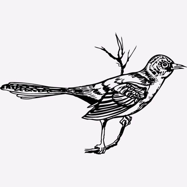 BIRD028 Thumbnail