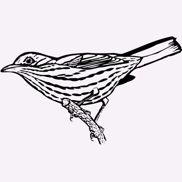 BIRD029 Thumbnail