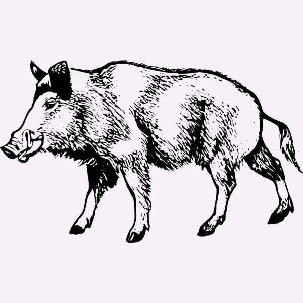 BOAR0001 Thumbnail