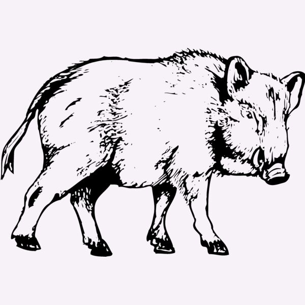 BOAR0003 Thumbnail