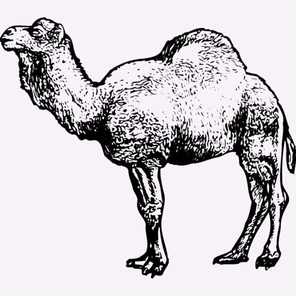 CAMEL001 Thumbnail