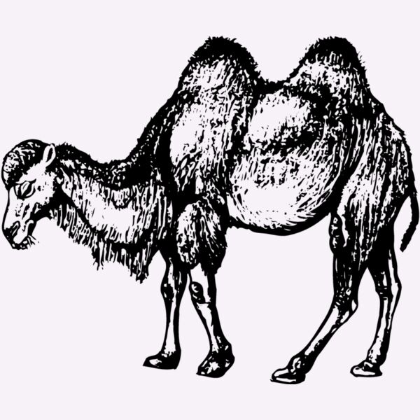CAMEL002 Thumbnail