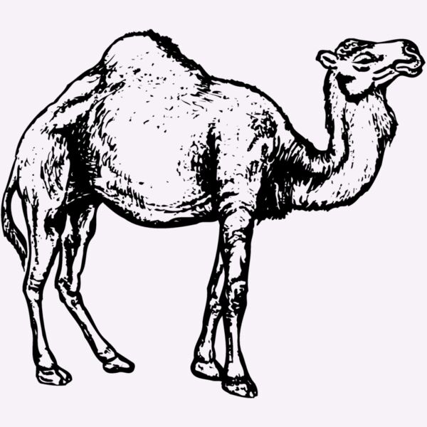 CAMEL004 Thumbnail