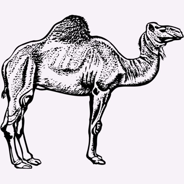 CAMEL005 Thumbnail