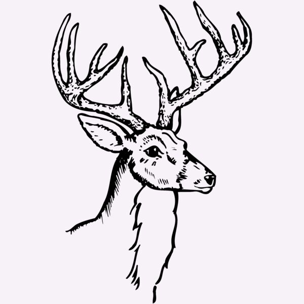DEER017 Thumbnail