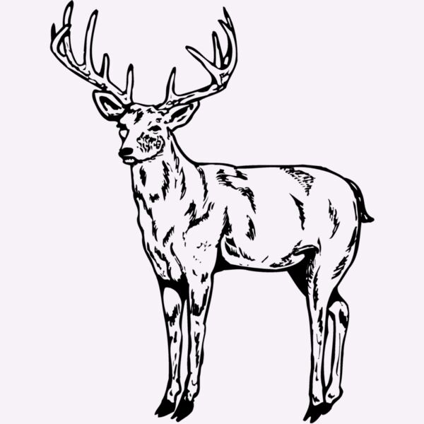 DEER021 Thumbnail