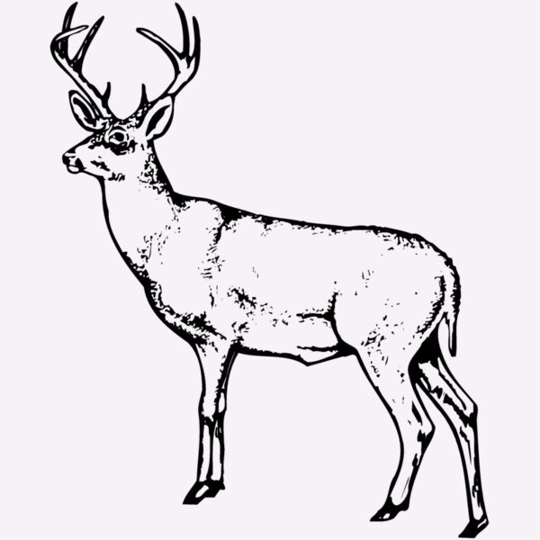 DEER026 Thumbnail