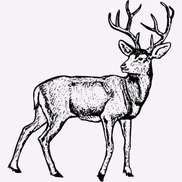 DEER029 Thumbnail