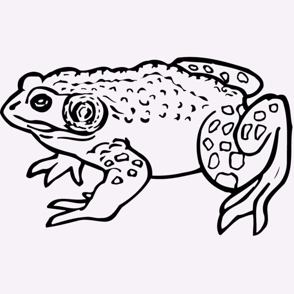 FROG02 Thumbnail