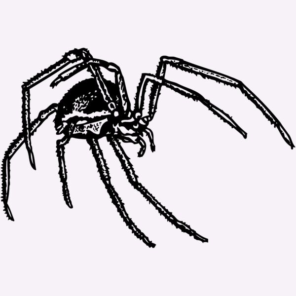 SPIDER01 Thumbnail