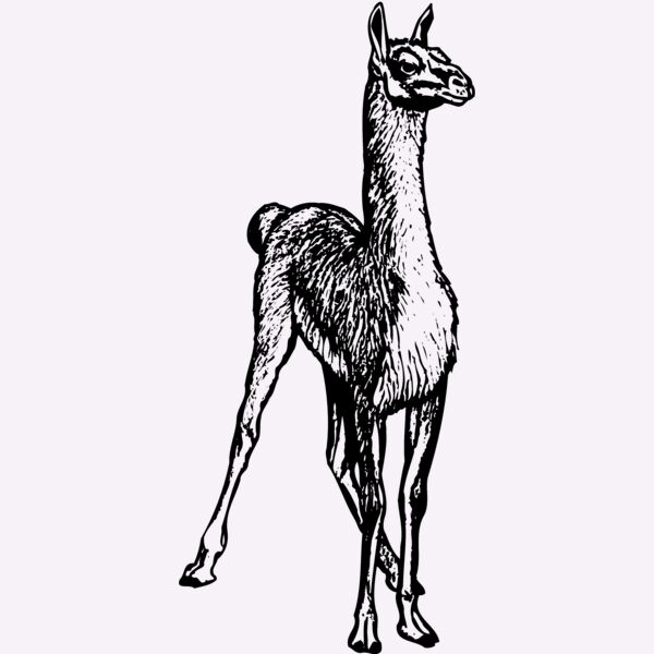 LLAMA001 Thumbnail
