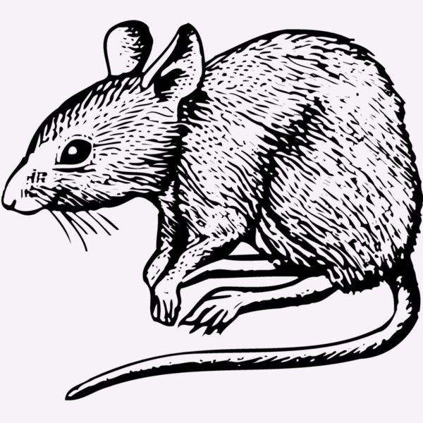 MOUSE001 Thumbnail