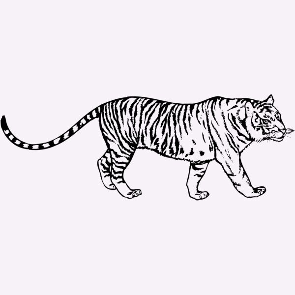 TIGER003 Thumbnail
