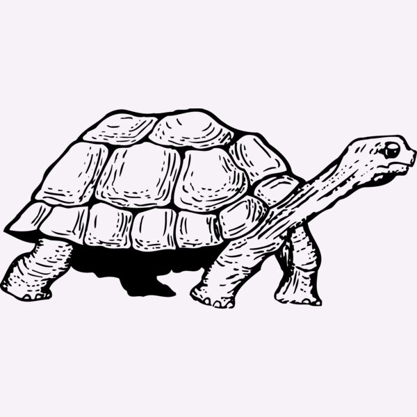 TURTLE01 Thumbnail