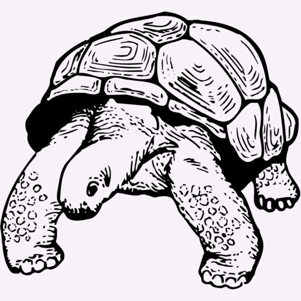 TURTLE02 Thumbnail