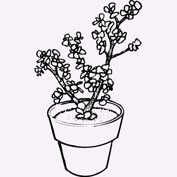 PLANT05 Thumbnail